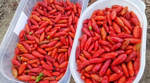 Dwa pojemniki pełne czerwonych papryczek piri-piri. Zastanawiasz się, jak dobrać ostrość sosu piri-piri do poziomu tolerancji gości?