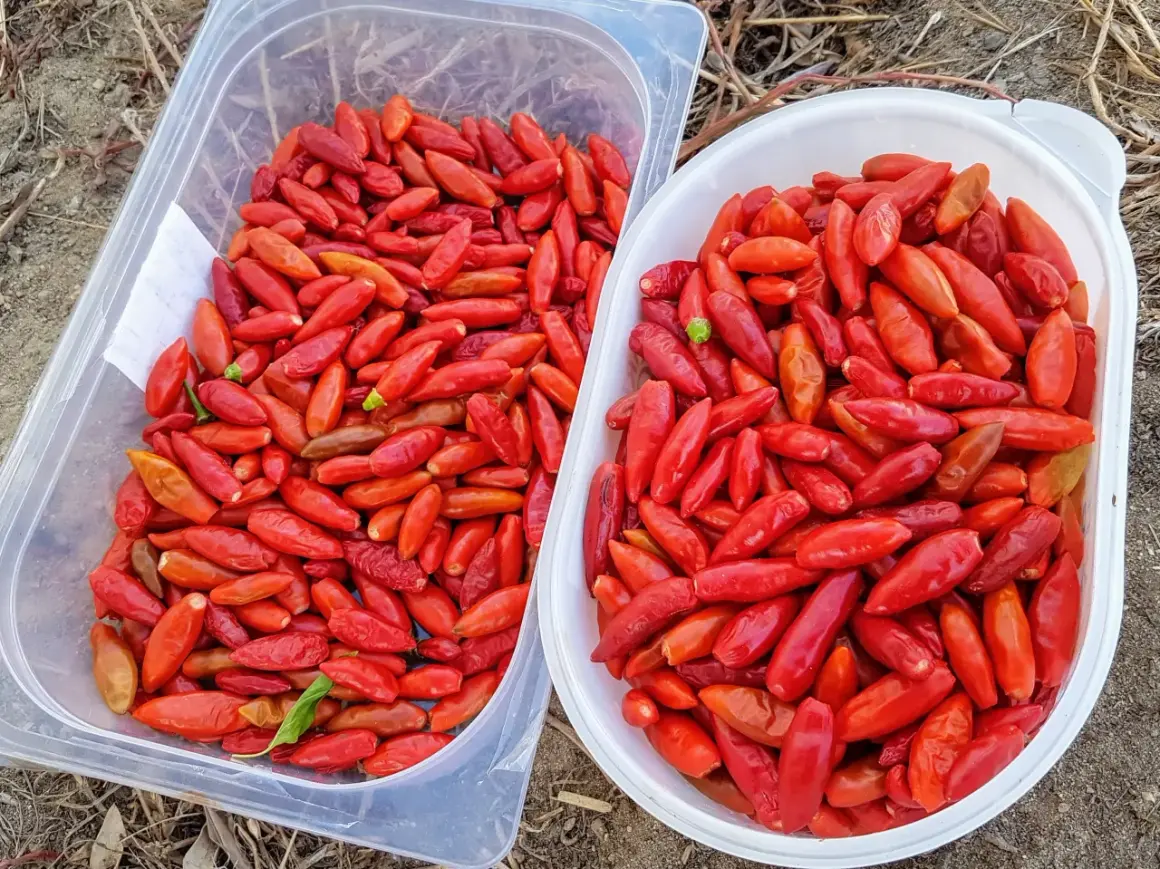 Dwa pojemniki pełne czerwonych papryczek piri-piri. Zastanawiasz się, jak dobrać ostrość sosu piri-piri do poziomu tolerancji gości?